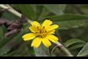 蟛蜞菊-花06.JPG