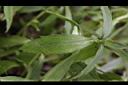蟛蜞菊-葉00.JPG