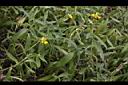 蟛蜞菊01.JPG