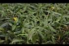 蟛蜞菊02.JPG