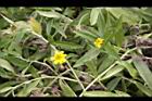 蟛蜞菊04.JPG