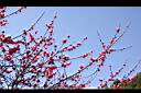 蟠桃-花00.JPG