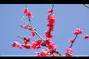 蟠桃-花07.JPG