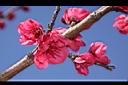 蟠桃-花14.JPG