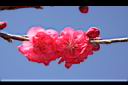 蟠桃-花16.JPG