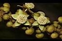 蟲屎-花11.JPG