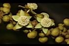 蟲屎-花10.JPG