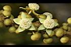 蟲屎-花14.JPG