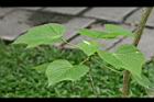 蟲屎-葉01.jpg