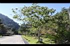 蟲屎02.JPG