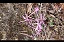 蠅子草-花06.JPG