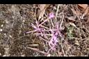 蠅子草-花07.JPG
