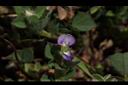 蠅翼草-花04.JPG