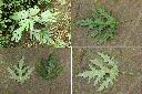 蠍子草-葉.jpg