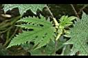 蠍子草-葉04.JPG