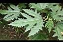 蠍子草-葉07.JPG