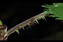 蠍子草-葉刺00.JPG