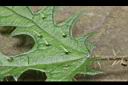 蠍子草-針刺2.JPG