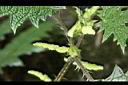 蠍子草-雄花序0.JPG