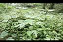 蠍子草02.JPG