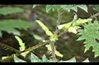蠍子草-雄花序2.JPG