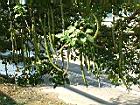 蠟燭木-實11.JPG