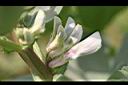 蠶豆-花04.JPG