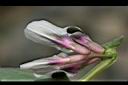 蠶豆-花1.JPG