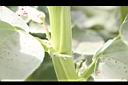 蠶豆-莖03.JPG