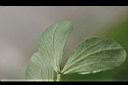 蠶豆-葉1.JPG