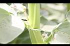 蠶豆-莖02.JPG