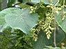 血桐-花03.JPG