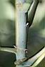 血桐-枝00.jpg