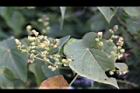 血桐-花苞02.jpg
