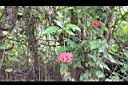 裂瓣朱槿-花05.jpg