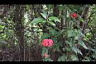 裂瓣朱槿-花03.jpg