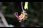 裂瓣朱槿-花蕊4.jpg
