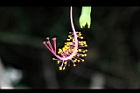 裂瓣朱槿-花蕊5.jpg