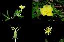 裂葉月見草-花.jpg