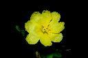 裂葉月見草-花25.JPG