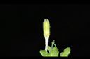 裂葉月見草-花苞09.JPG
