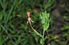 裂葉月見草-凋花09.JPG