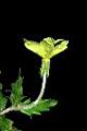 裂葉月見草-花00.JPG