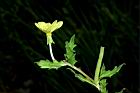 裂葉月見草-花07.JPG