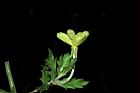 裂葉月見草-花08.JPG
