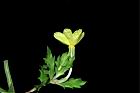 裂葉月見草-花09.JPG