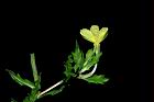 裂葉月見草-花10.JPG