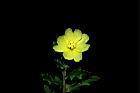 裂葉月見草-花17.JPG