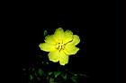 裂葉月見草-花18.JPG