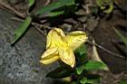 裂葉月見草-花27.JPG